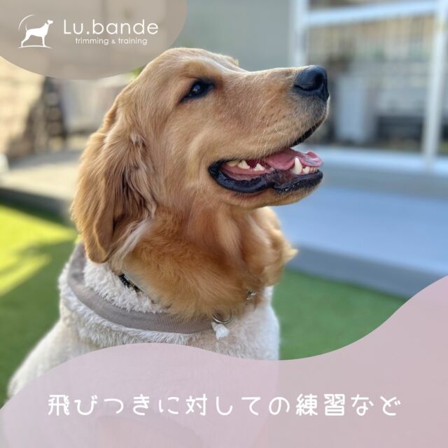 ･
training
・

テンションが上がると飛びついてしまうので
その練習をおこないました🐾
代わりの正しい行動を教えてあげると
飛びつきがなくなりました😳👏
その後はザッパ村で写真撮影の練習など
していきました❤️

ありがとうございました✨️
・

📌トリミングとトレーニングの
新規ご予約受付中♪
ぜひお友達登録をお願いいたします☺️
ご登録は
@lu.bande_ トップページ▶︎プロフィールのリンク🔗から🙌

・
・
・

✼••┈┈┈┈┈┈┈┈┈┈┈┈┈┈┈┈••✼
大切な家族との絆をより深く…✨️
シッポを振って入ってきてくれる笑顔溢れるお店に💕
トリミング&トレーニング
Lu.bande(ルバンデ)

姫路市石倉54-7 ザッパ村内
営業時間▷▶9:00～18:00
定休日 ▷▶︎毎週水曜＋不定休
ご予約受付中！
LINE ▶︎▷ @860txacm
HP▶︎▷ http://lubande.com
✼••┈┈┈┈┈┈┈┈┈┈┈┈┈┈┈┈••✼
･
･
･
#姫路 #姫路トリミングサロン 
#姫路ドッグトレーニング  #太子トリミングサロン
#ルバンデ #ドッグトレーナー #大型犬大歓迎 #犬のしつけ
#ハズバンダリートレーニング  #姫路ドッグサロン #ザッパ村 #lubande #たつのトリミング #石倉  #太子 #網干 #赤穂
#ゴールデンレトリバー